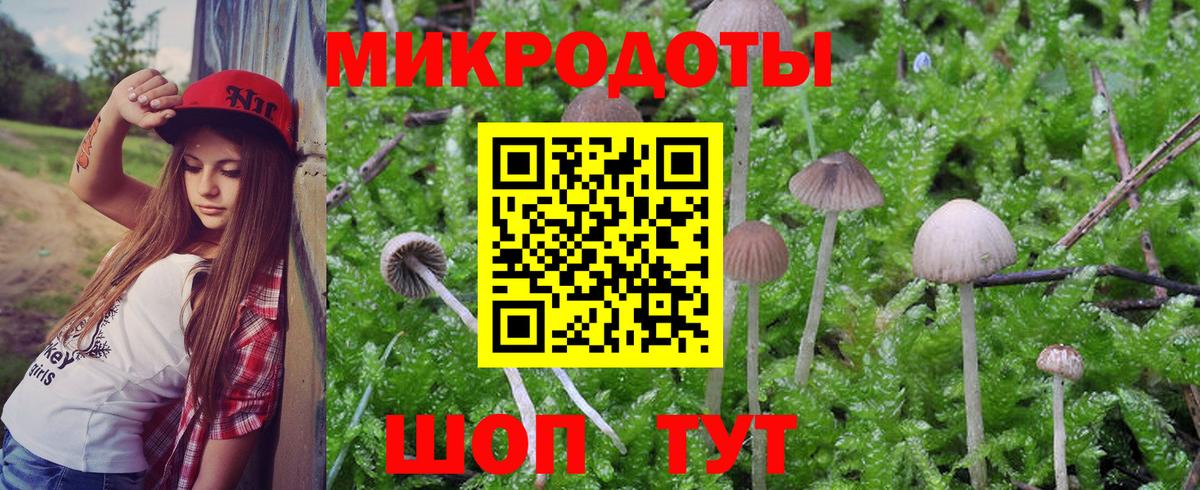 Гатчина  Псилоцибиновые грибы Psilocybine cubensis  Вход с VPN 